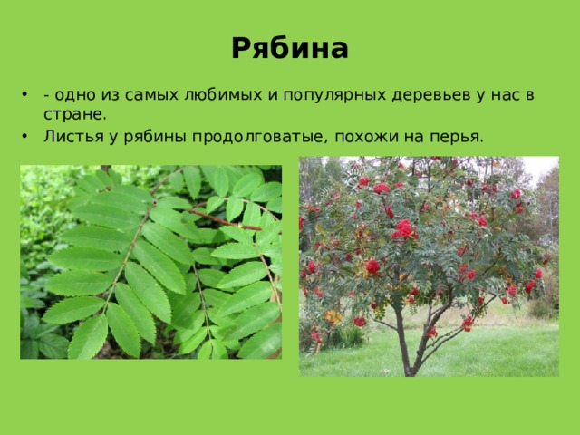 Рябина - одно из самых любимых и популярных деревьев у нас в стране. Листья у рябины продолговатые, похожи на перья. 