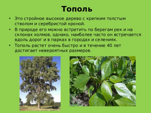 Тополь Это стройное высокое дерево с крепким толстым стволом и серебристой кроной.  В природе его можно встретить по берегам рек и на склонах холмов, однако, наиболее часто он встречается вдоль дорог и в парках в городах и селениях. Тополь растет очень быстро и в течение 40 лет достигает невероятных размеров. 
