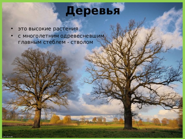 Деревья это высокие растения с многолетним одревесневшим главным стеблем - стволом 