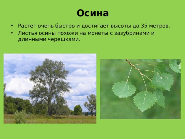 Осина Растет очень быстро и достигает высоты до 35 метров.  Листья осины похожи на монеты с зазубринами и длинными черешками. 