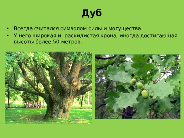 Дуб Всегда считался символом силы и могущества. У него широкая и раскидистая крона, иногда достигающая высоты более 50 метров. 