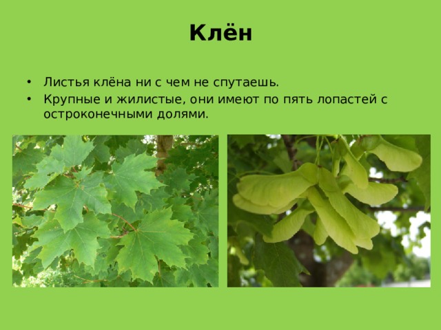 Клён Листья клёна ни с чем не спутаешь. Крупные и жилистые, они имеют по пять лопастей с остроконечными долями. 