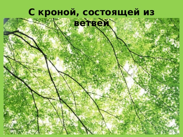 С кроной, состоящей из ветвей 