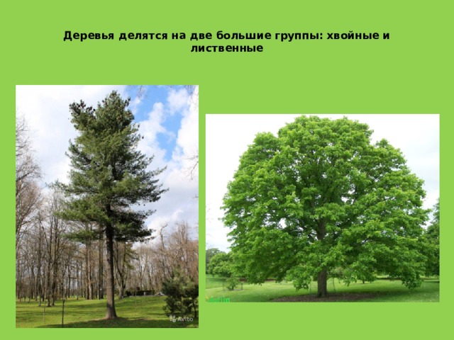  Деревья делятся на две большие группы: хвойные и лиственные   