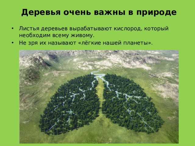 Деревья очень важны в природе Листья деревьев вырабатывают кислород, который необходим всему живому. Не зря их называют «лёгкие нашей планеты». 