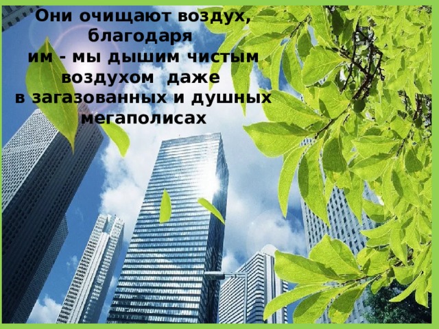  Они очищают воздух, благодаря  им - мы дышим чистым воздухом даже  в загазованных и душных мегаполисах   