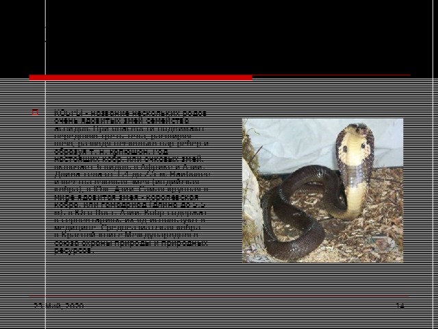 Кобра очковая   КОБРЫ - название нескольких родов очень ядовитых змей семейства аспидов. При опасности поднимают переднюю треть тела, расширяя шею, разводя несколько пар ребер и образуя т. н. капюшон. Род настоящих кобр, или очковых змей, включает 6 видов, в Африке и Азии. Длина тела от 1,4 до 2,5 м. Наиболее известна очковая змея (индийская кобра), в Юж. Азии. Самая крупная в мире ядовитая змея - королевская кобра, или гамадриад (длина до 5,5 м), в Юго-Вост. Азии. Кобр содержат в серпентариях, их яд используют в медицине. Среднеазиатская кобра - в Красной книге Международного союза охраны природы и природных ресурсов. 23 Май, 2020  