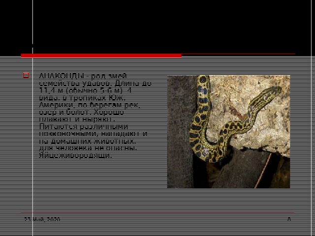 Анаконда АНАКОНДЫ - род змей семейства удавов. Длина до 11,4 м (обычно 5-6 м). 4 вида, в тропиках Юж. Америки, по берегам рек, озер и болот. Хорошо плавают и ныряют. Питаются различными позвоночными, нападают и на домашних животных; для человека не опасны. Яйцеживородящи. 23 Май, 2020  