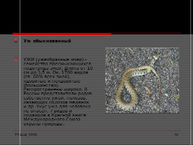 Ужи Уж обыкновенный   УЖИ (ужеобразные змеи) - семейство пресмыкающихся подотряда змей. Длина от 10 см до 3,5 м. Ок. 1700 видов (св. 60% всех змей), ядовитые и неядовитые (большинство). Распространены широко. В России представители родов собственно ужей, полозов, лазающих полозов медянок и др. Укус ужа для человека не опасен. 7 видов и подвидов в Красной книге Международного Союза охраны природы. 23 Май, 2020  