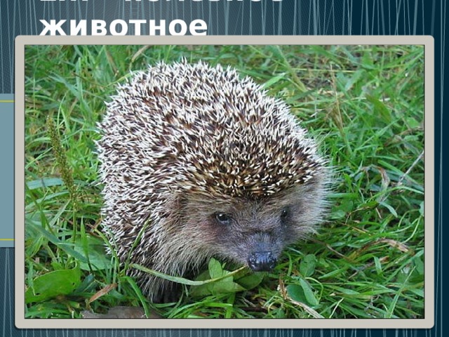 Ёж - полезное животное 