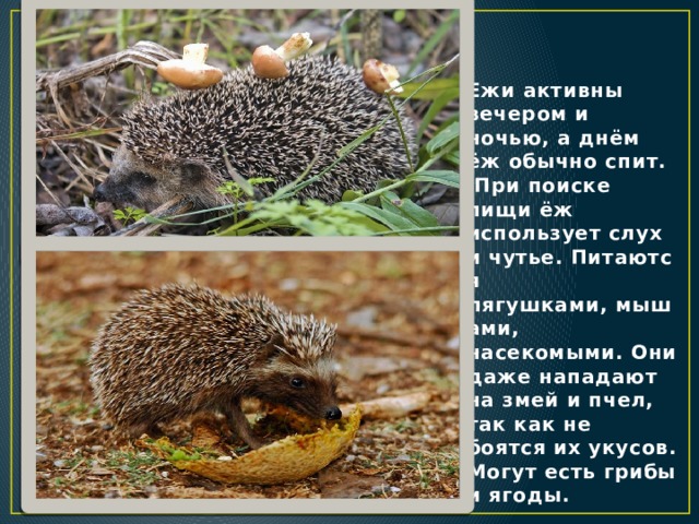  Ежи активны вечером и ночью, а днём ёж обычно спит.  При поиске пищи ёж  использует слух и чутье. Питаются  лягушками, мышами, насекомыми. Они даже нападают на змей и пчел, так как не боятся их укусов. Могут есть грибы и ягоды.  