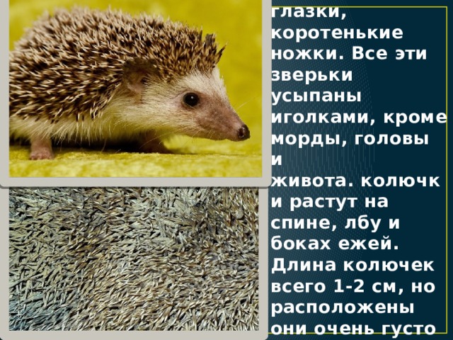 У ежа короткое туловище, длиной до 25 см, остренькое мордочка, маленькие глазки, коротенькие ножки. Все эти зверьки усыпаны иголками, кроме морды, головы и живота. колючки растут на спине, лбу и боках ежей. Длина колючек всего 1-2 см, но расположены они очень густо 