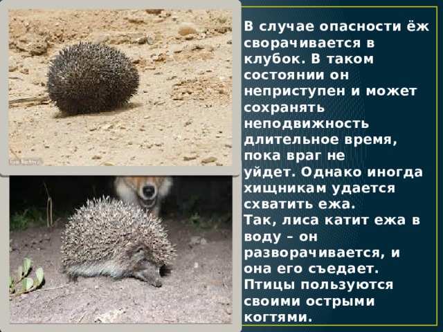 В случае опасности ёж сворачивается в клубок. В таком состоянии он неприступен и может сохранять неподвижность длительное время, пока враг не уйдет. Однако иногда хищникам удается схватить ежа. Так, лиса катит ежа в воду – он разворачивается, и она его съедает. Птицы пользуются своими острыми когтями. 