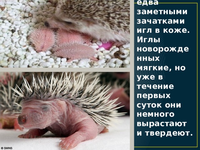 Ежата рождаются слепыми и голыми, с едва заметными зачатками игл в коже. Иглы новорожденных мягкие, но уже в течение первых суток они немного вырастают и твердеют. 