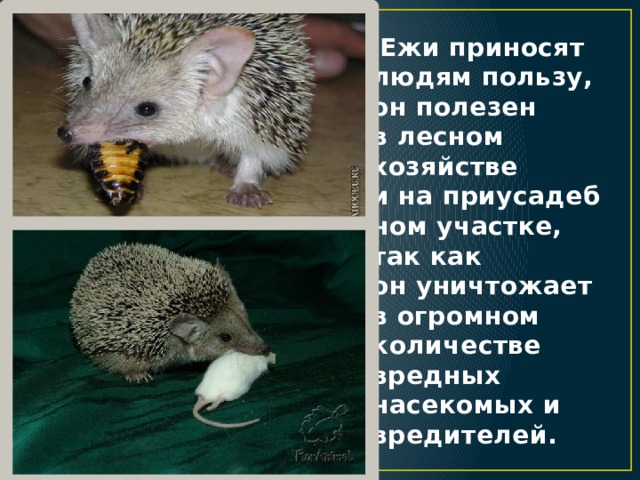   Ежи приносят людям пользу, он полезен в лесном хозяйстве и на приусадебном участке, так как он уничтожает в огромном количестве вредных насекомых и вредителей.  