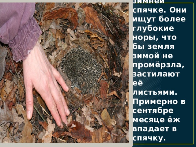 Ёж тщательно готовится к зимней спячке. Они ищут более глубокие норы, что бы земля зимой не промёрзла, застилают её листьями. Примерно в сентябре месяце ёж впадает в спячку. 