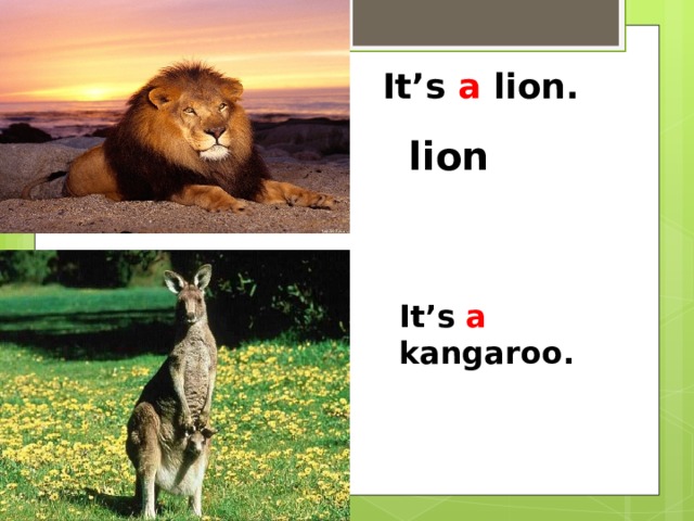 It’s a lion. lion It’s a kangaroo. 