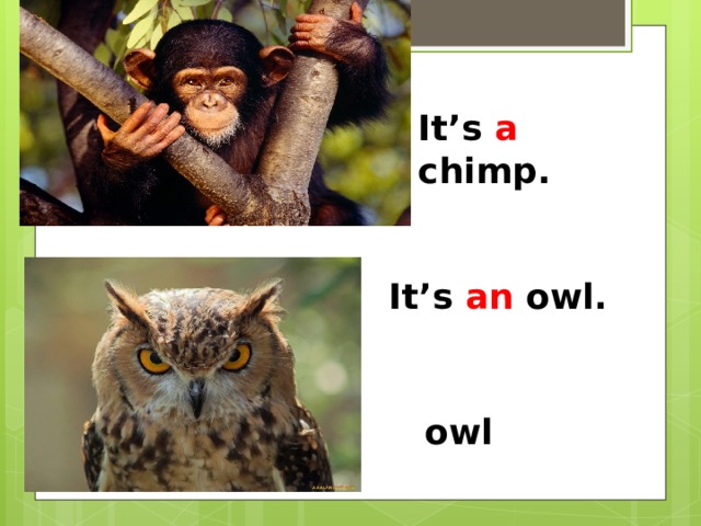 It’s a chimp. It’s an owl. owl 