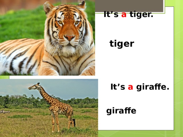 It’s a tiger. tiger It’s a giraffe. giraffe 