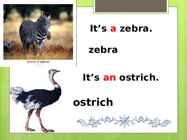 It’s a zebra. zebra It’s an ostrich. ostrich 