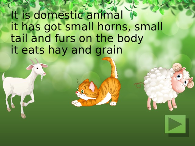 It is domestic animal  it has got small horns, small tail and furs on the body  it eats hay and grain   