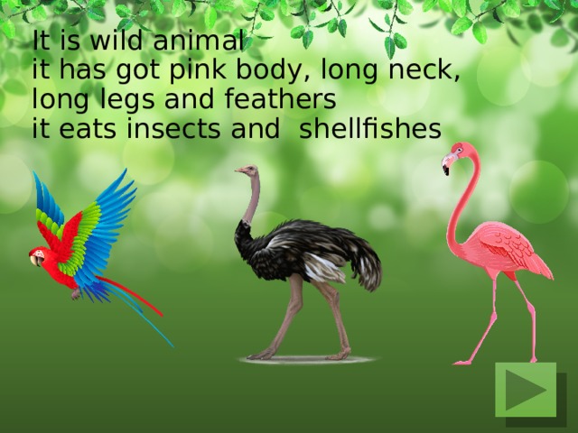 It is wild animal  it has got pink body, long neck, long legs and feathers  it eats insects and shellfishes   