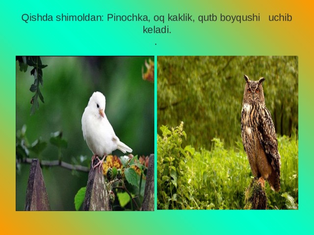 Qishda shimoldan: Pinochka, oq kaklik, qutb boyqushi uchib keladi.  . 