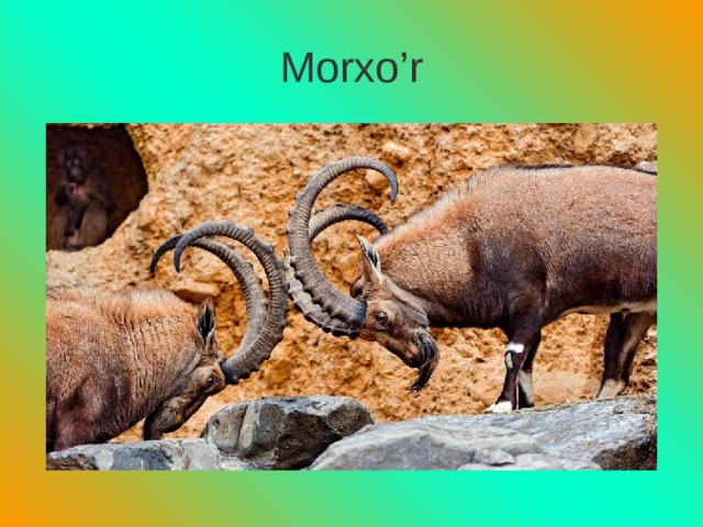 Morxo’r 