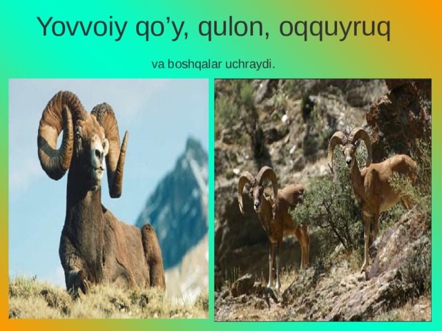 Yovvoiy qo’y, qulon, oqquyruq  va boshqalar uchraydi.  
