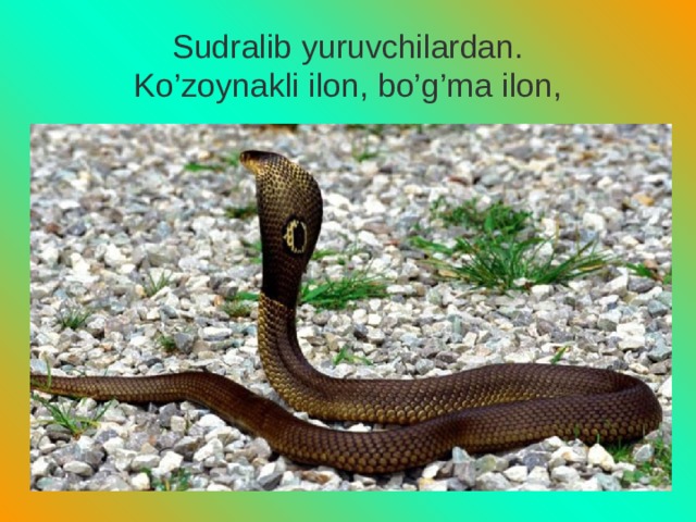 Sudralib yuruvchilardan.  Ko’zoynakli ilon, bo’g’ma ilon, 
