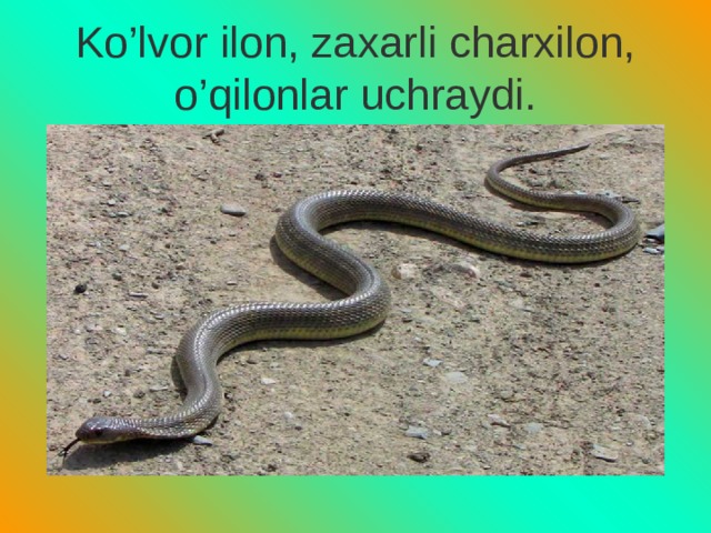 Ko’lvor ilon, zaxarli charxilon, o’qilonlar uchraydi. 