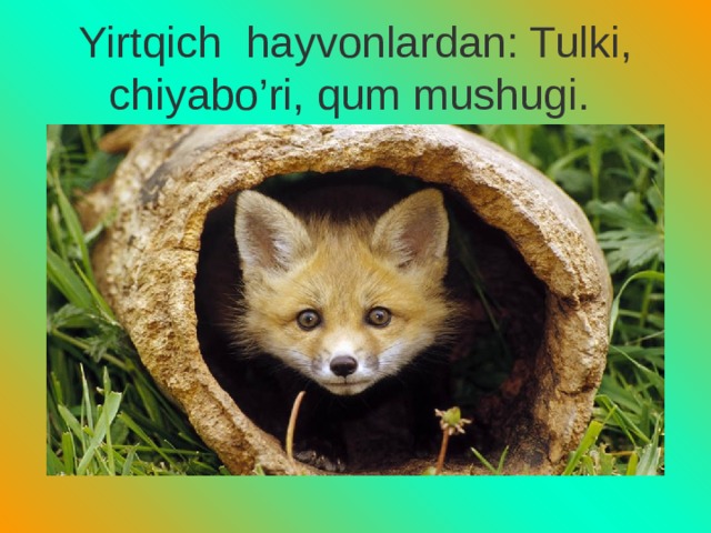 Yirtqich hayvonlardan: Tulki, chiyabo’ri, qum mushugi. 