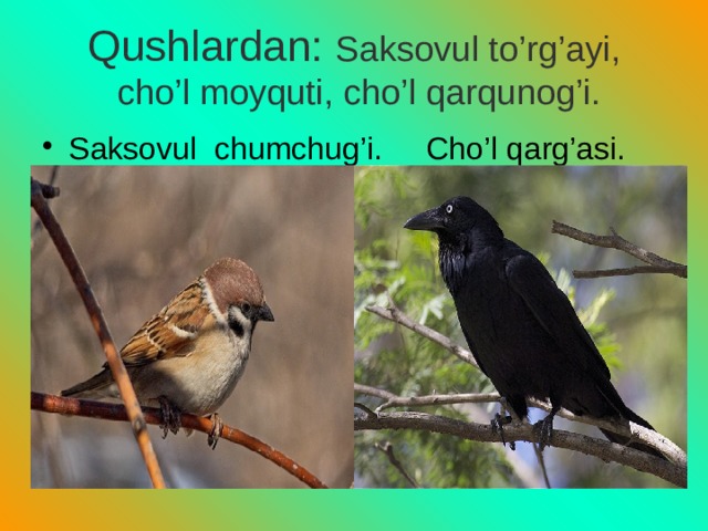 Qushlardan: Saksovul to’rg’ayi,  cho’l moyquti, cho’l qarqunog’i. Saksovul chumchug’i. Cho’l qarg’asi. 