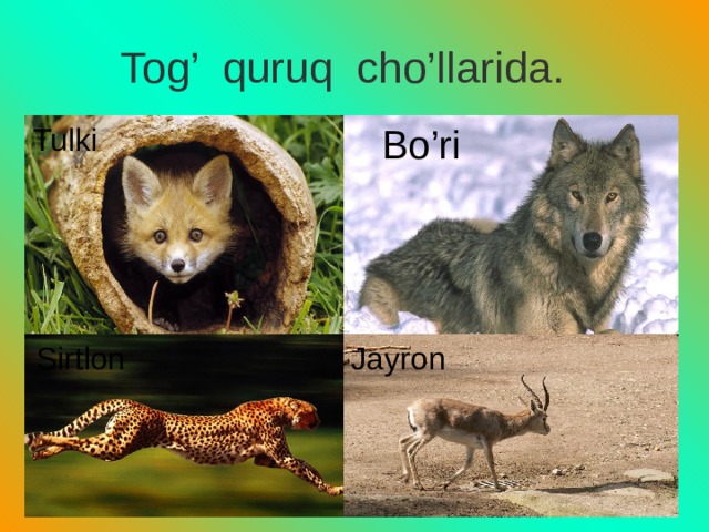 Tog’ quruq cho’llarida. Tulki Bo’ri Sirtlon Jayron 
