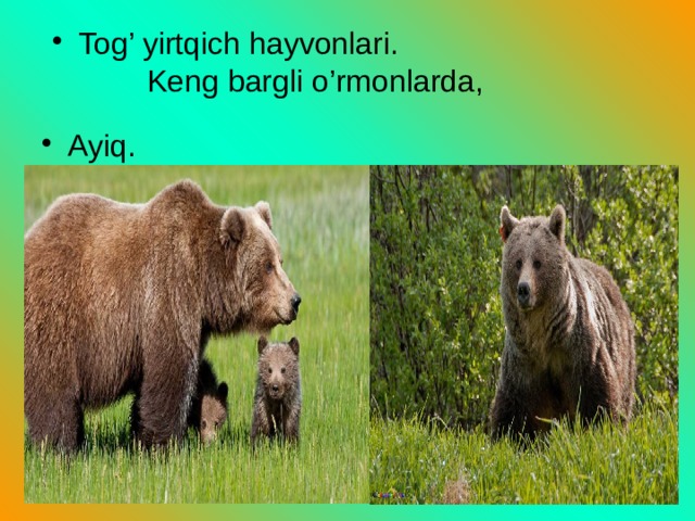 Tog’ yirtqich hayvonlari. Keng bargli o’rmonlarda, Ayiq. 