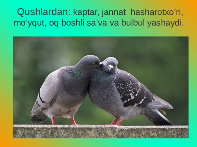 Qushlardan: kaptar, jannat hasharotxo’ri, mo’yqut, oq boshli sa’va va bulbul yashaydi. 