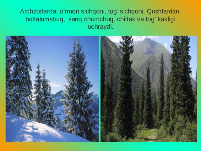Archzorlarda: o’rmon sichqoni, tog’ sichqoni. Qushlardan: boltatumshuq, sariq chumchuq, chittak va tog’ kakligi uchraydi. 
