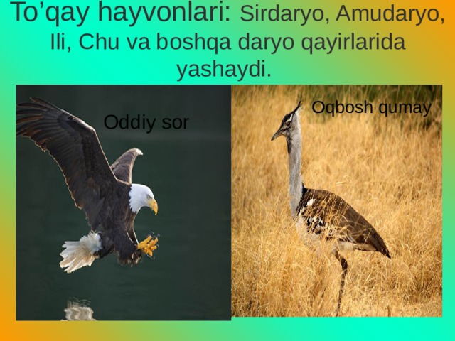 To’qay hayvonlari: Sirdaryo, Amudaryo, Ili, Chu va boshqa daryo qayirlarida yashaydi. Oqbosh qumay Oddiy sor 