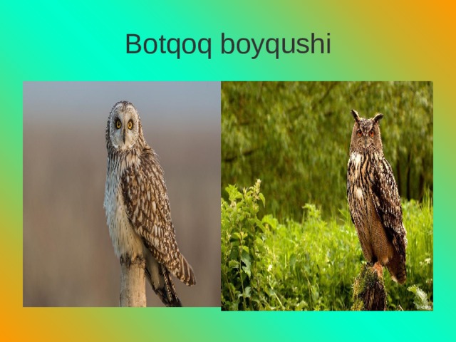 Botqoq boyqushi 
