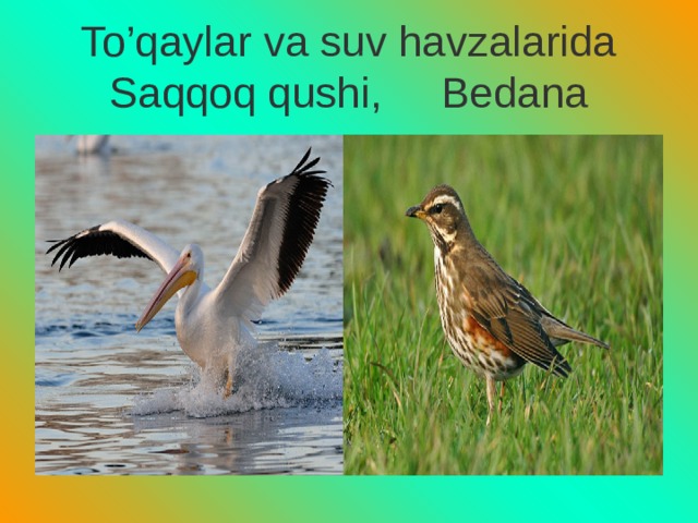 To’qaylar va suv havzalarida Saqqoq qushi, Bedana 