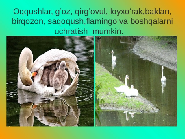 Oqqushlar, g’oz, qirg’ovul, loyxo’rak,baklan, birqozon, saqoqush,flamingo va boshqalarni uchratish mumkin. 