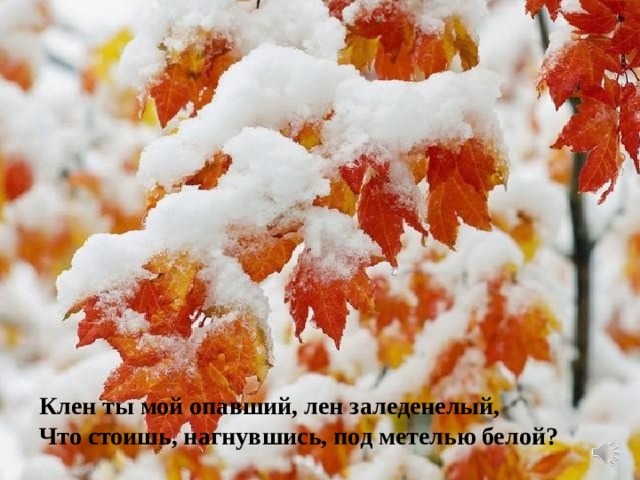 Клен ты мой опавший, лен заледенелый, Что стоишь, нагнувшись, под метелью белой? 
