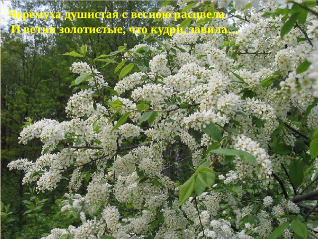  Черёмуха душистая с весною расцвела  И ветки золотистые, что кудри, завила…  