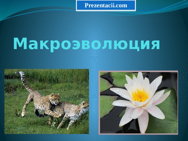 Prezentacii.com Макроэволюция 