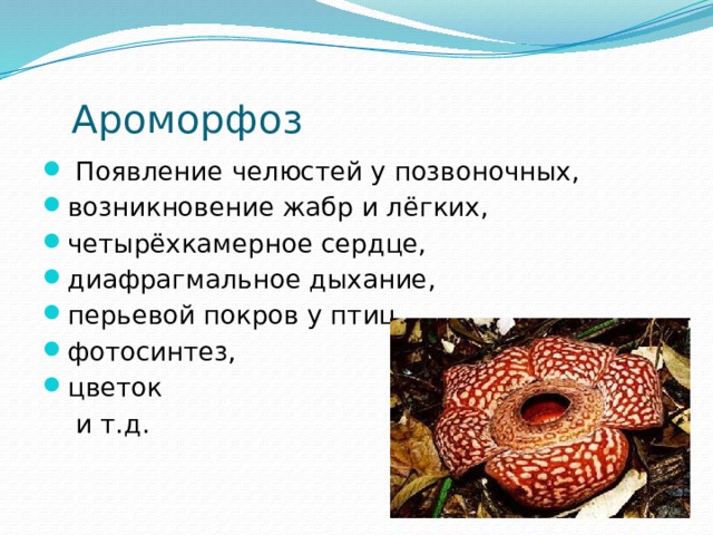 Ароморфоз     Появление челюстей у позвоночных, возникновение жабр и лёгких, четырёхкамерное сердце, диафрагмальное дыхание, перьевой покров у птиц, фотосинтез, цветок  и т.д. 