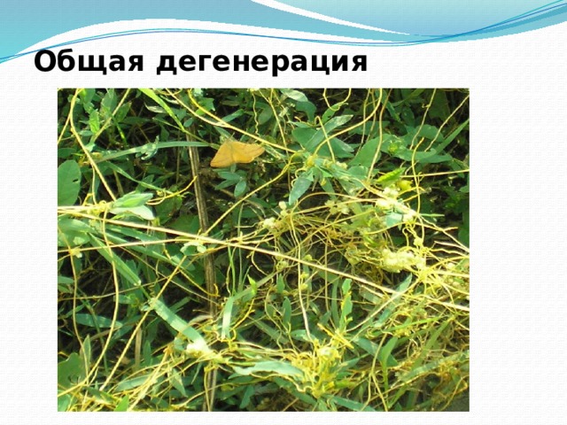 Общая дегенерация 