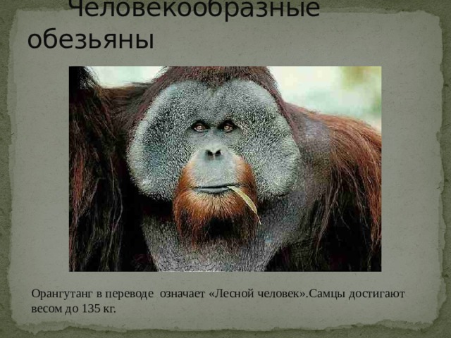  Человекообразные обезьяны Орангутанг в переводе означает «Лесной человек».Самцы достигают весом до 135 кг. 