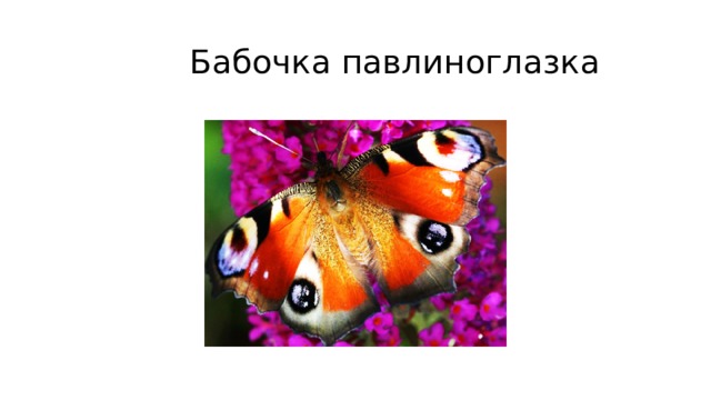  Бабочка павлиноглазка 