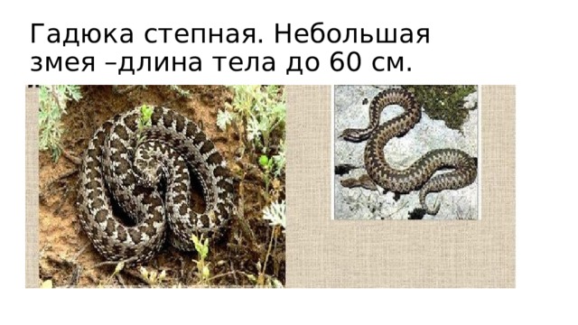 Гадюка степная. Небольшая змея –длина тела до 60 см. 