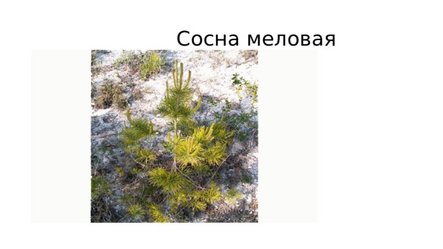  Сосна меловая 